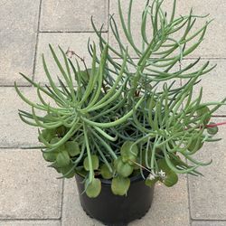 Assorted Succulent Plants 