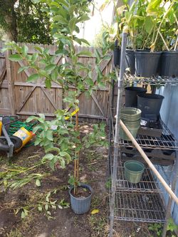 Pink barbie guava trees