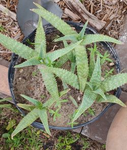 5 pre-mature Soap Aloe
