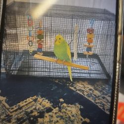 Birdcage, Medium Sized
