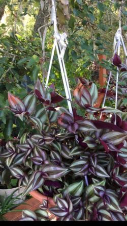 This beautiful plant hanging pot , just $20!