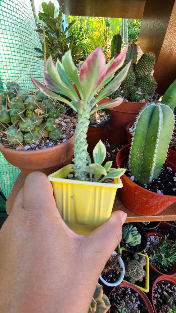 Moving Sale Want To Sell My Plants