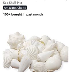Mix Of White Sea Shells