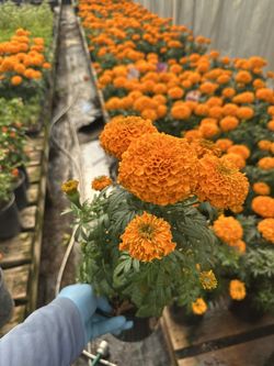 Marigolds (cempasúchil Plants)