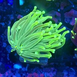 Neon Green Torch Single Head Decor Coral