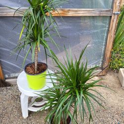 Dracaena Madagascar Dragon Plant 10" Pot $10 Each