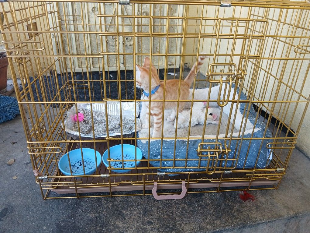 KITTY CAGE & FOOD