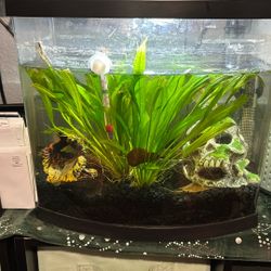 Fish Tank With Live Plants