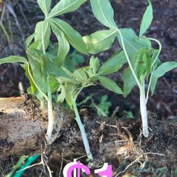 $1 Organic Yuca Cuttings or 20 cuttings for $15 very easy to grow and Harvest