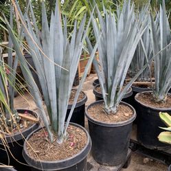 Agave Tequila 