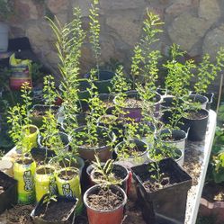 Sonoran/Blue Variety Palo Verde / Cercidium floridum /Parkinsonia Florida / Palo Verde Azul