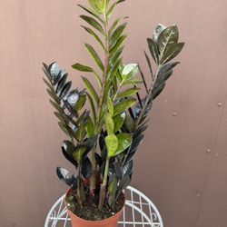 Xl Raven Zz Plant In 6” Pot 