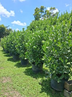 Clusias 25 gallons 6 feet tall