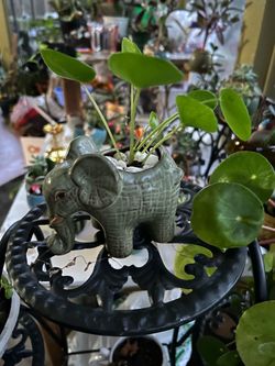 Ceramic Elephant with a live money plant. $18.00 OBO