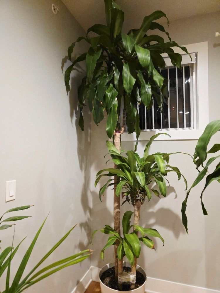 Dracaena Big Plant