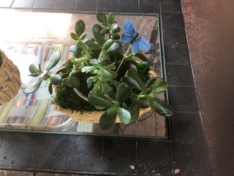 Gift basket of succulents
