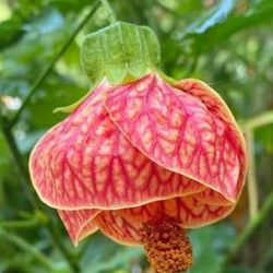 Chinese Lantern Plants