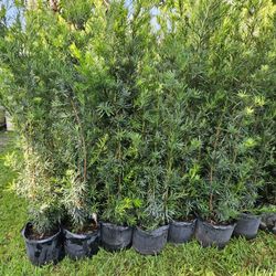 podocarpus  Over 5 to 6 feet tall Instant  Privacy Hedge For Fence 