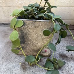 Peperomia Plant in Concrete Pot