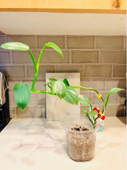 Philodendron Silver Sword plant in 5inch pot