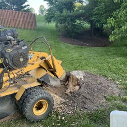 Tree Stump