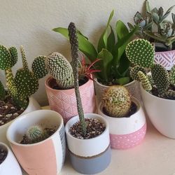 LOT - 10 Plants In 9 Decorative Pink, Gray, And White Ceramic Pots