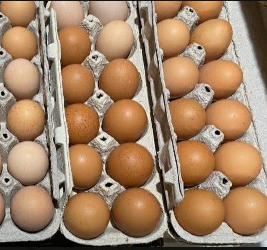 Farm Fresh Eggs