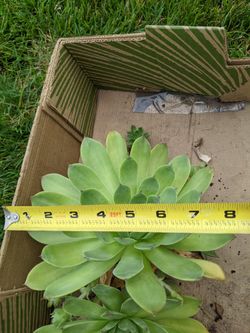 Succulents Hens & Chicks (Large) Looking Good 
