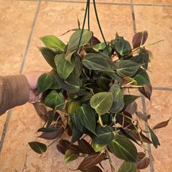 Philodendron Micans 'Bronze