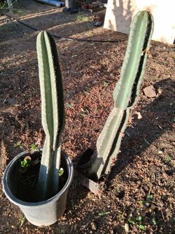 Peruvian Apple Cactus
