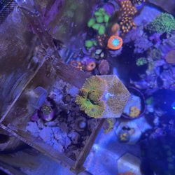 tequila Sunrise Mushroom Coral Decoration 