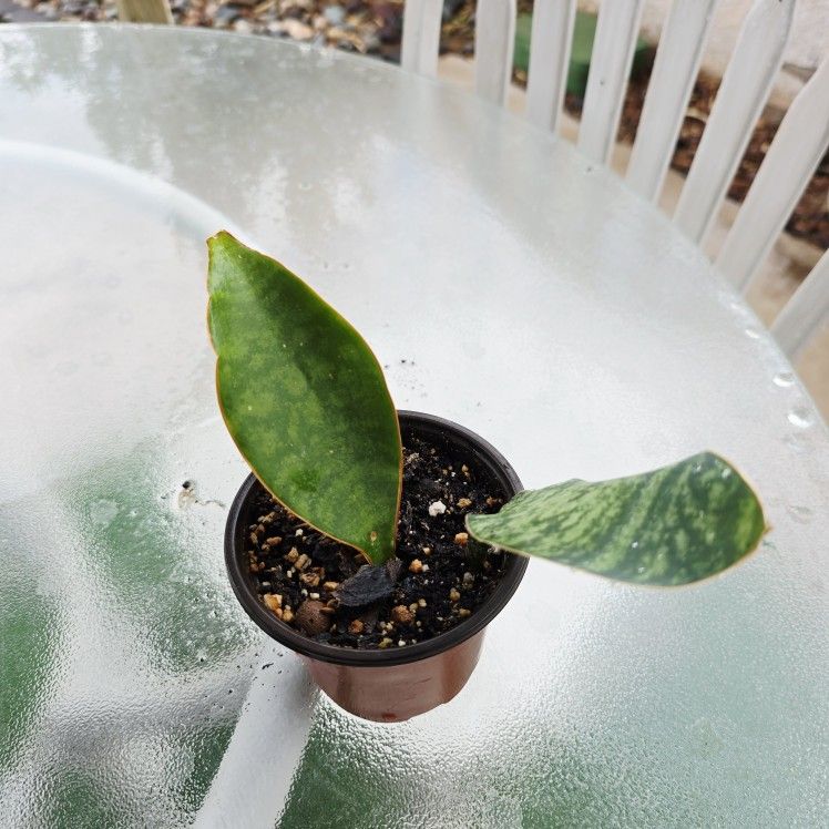 whale fin sansevieria Plant