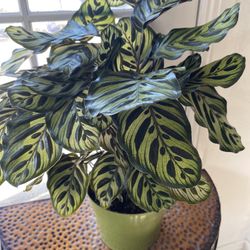 Calathea Makoyana Plants