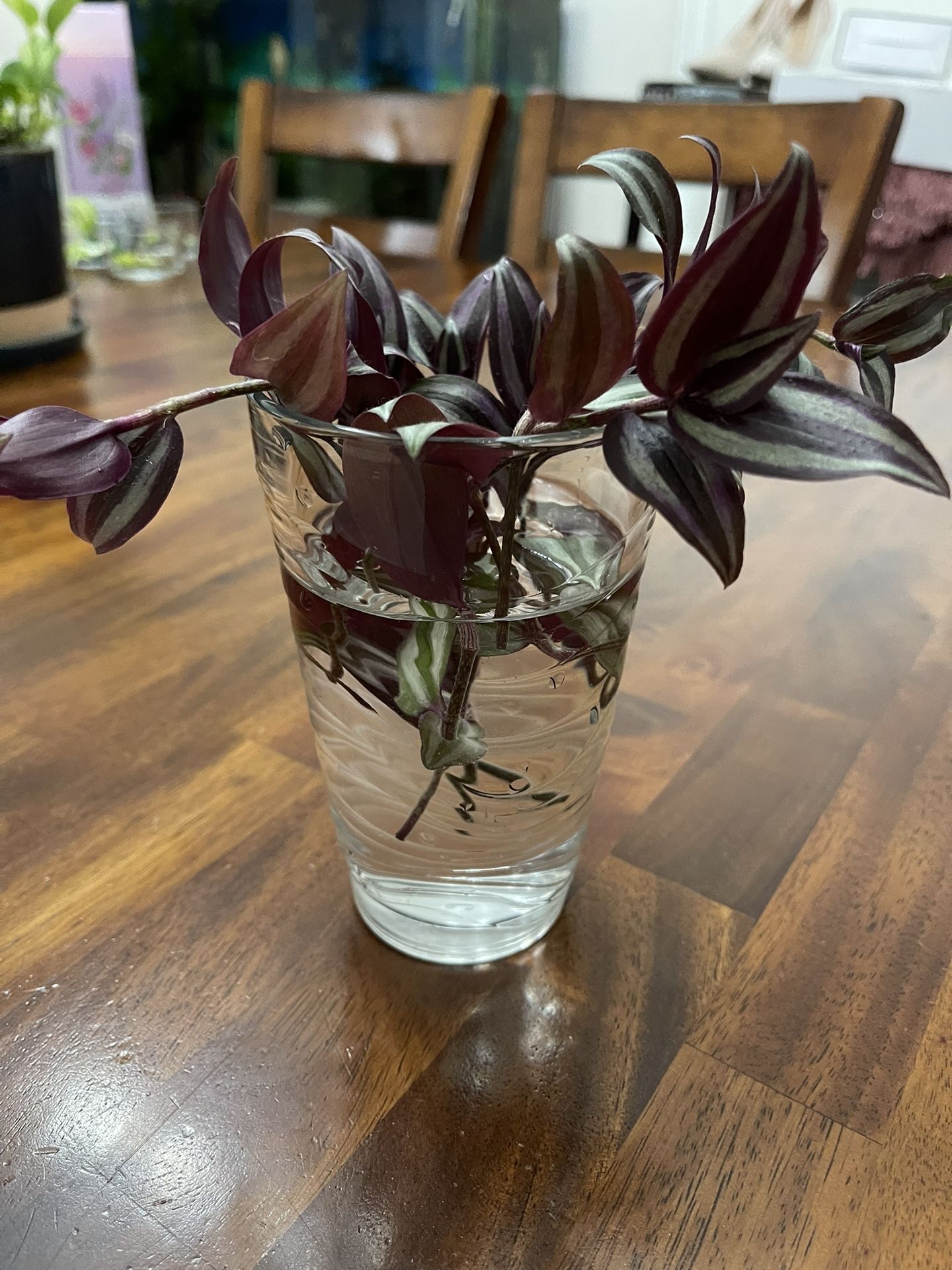 Wandering Jew Plant - Clippings For Propagation
