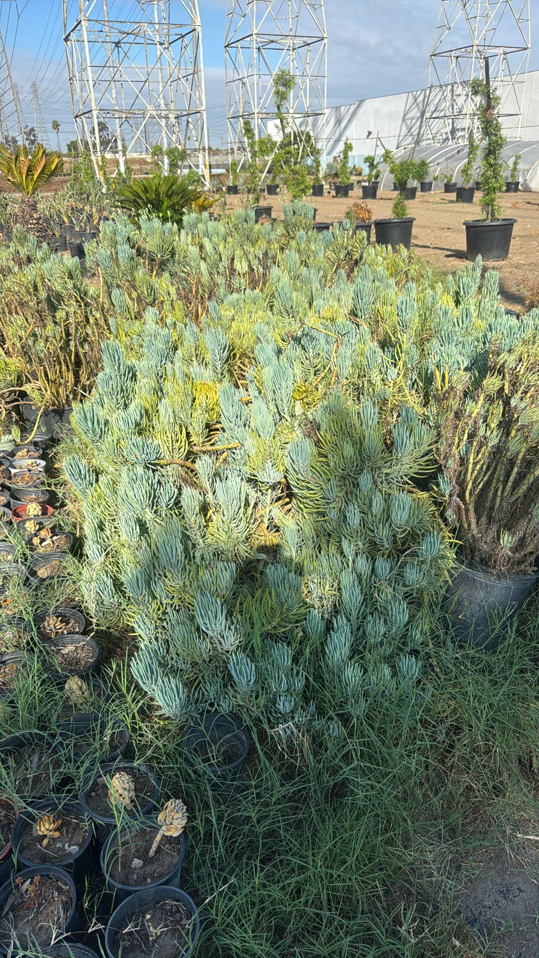Succulents