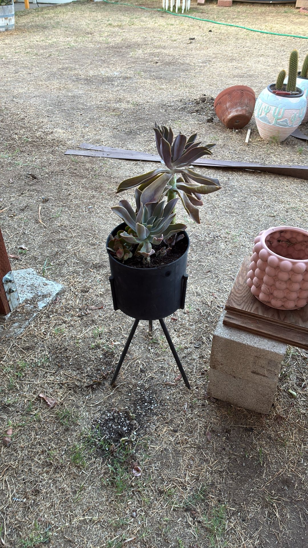 Succulent In A Pot