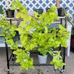 Live Potato Vine 3 Plants For $10