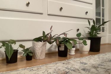 Plant bundle (CLICK THE PICTURE TO SEE ALL THE PLANTS)
