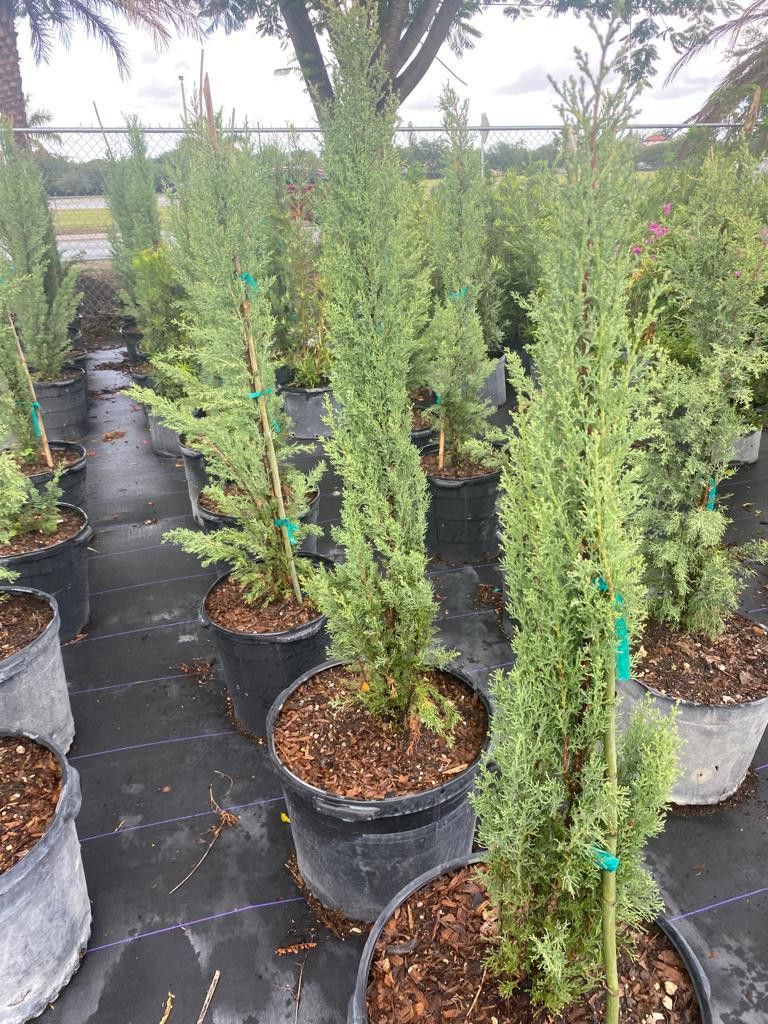 Italian Cypress 🌿 Tree Sale!$75.00