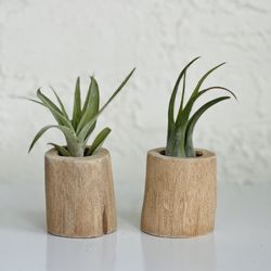 Wooden Air Plant Holder And Air Plant 