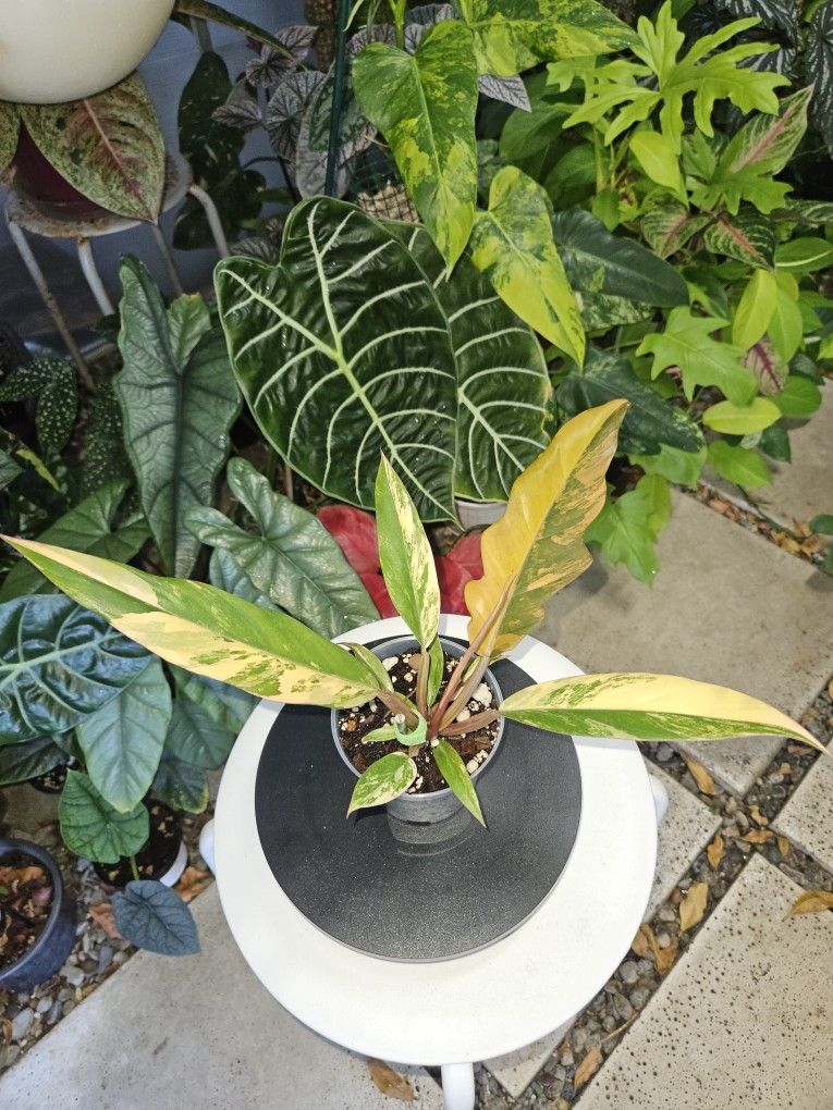 Philodendron Caramel Marble Variegated