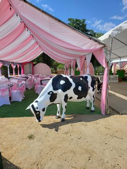Cow