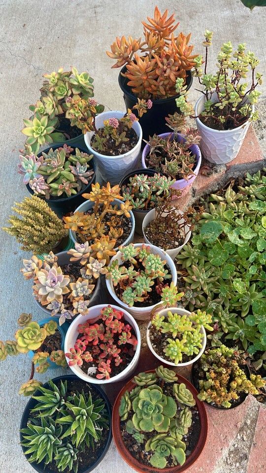 Succulent Plants