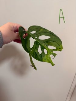 *MINT* Monstera Adansonii