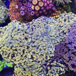 Aquarium Decoration Hammers