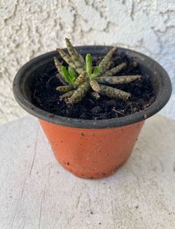 4 Inch Pot Succulent Plant - Kalanchoe Serrata Mannoni & Boiteau - Magic Tower - Rooted & Established Plant - Drought Resistant - 🪴