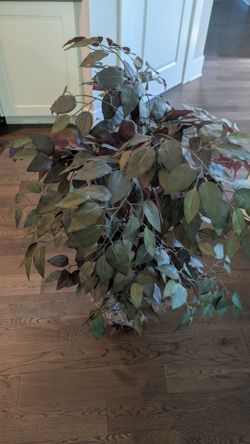 Faux Ficus Tree in Wicker Basket