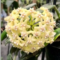 Hoya Globulosa mature plant