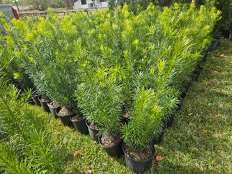 Podocarpus Instan Privacy Hedge