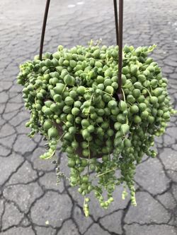 String of pearls 6”
